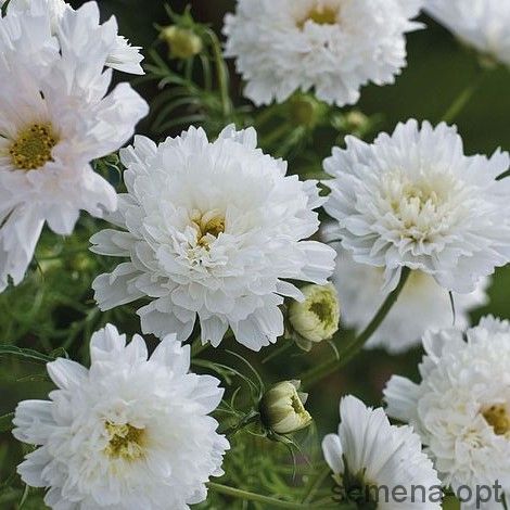 Cosmos Bipinnatus Double Click Snow Puff