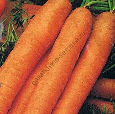 Морковь сорт \