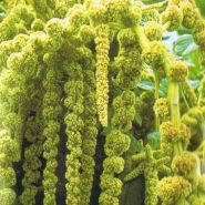 Амарант сорт "ЗЕЛЁНЫЙ КАСКАД" (Green Cascade)  750 семян