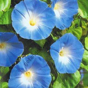 Ипомея сорт "НЕБЕСНЫЙ СИНИЙ"  (Heavenly Blue)   2.5 гр.   75 семян