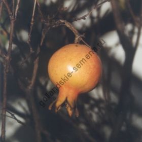 Гранат  сорт  "ГРАНАТОВОЕ ЯБЛОКО"   (granaatappel)   10 семян
