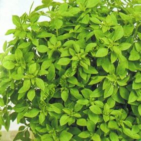 Базилик  сорт "МИНЕТТЕ" (Basilicum Minette)   0.4 гр.  300 семян