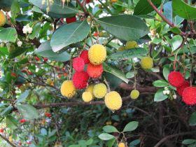 Земляничное дерево   (Arbutus unedo - aarbeiboom)   10 семян