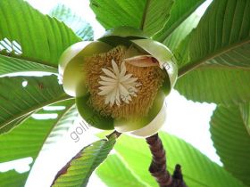 Слоновое яблоко   (Dillenia indica)   10 семян