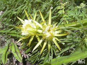 Питайя   "ДРАКОНОВЫЙ ФРУКТ" (Selenicereus megalanthus)   10 семян