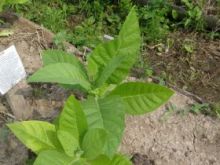 Семена табака сорта  Американ-26. Семян 5-6 тыс.шт. всх.50%