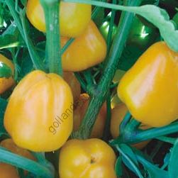 Перец сладкий "МИНИ ЖЕЛТЫЙ" (Mini paprika geel) 25 семян
