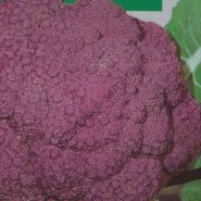 Капуста цветная "ФИОЛЕТ"(Bloemkool Violet) 300 семян