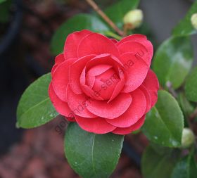 Камелия "ЯПОНСКАЯ" (Camellia japonica) 10 семян