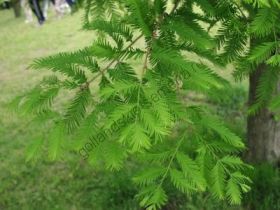 Метасеквойя "Глиптостробоидная" (Metasequoia glyptostroboides) 10 семян