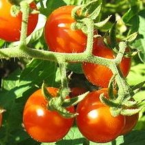 Томат сорт "ПРАРОДИТЕЛЬ" (Solanum pimpinellifolium)  30 семян
