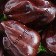 Перец острый "ХАБАНЕРО ШОКОЛАДНЫЙ" (Habanero chocolate) 10 семян