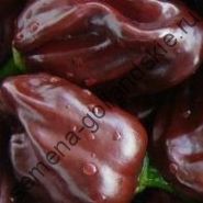 Перец острый "ХАБАНЕРО ШОКОЛАДНЫЙ" (Habanero chocolate) 10 семян