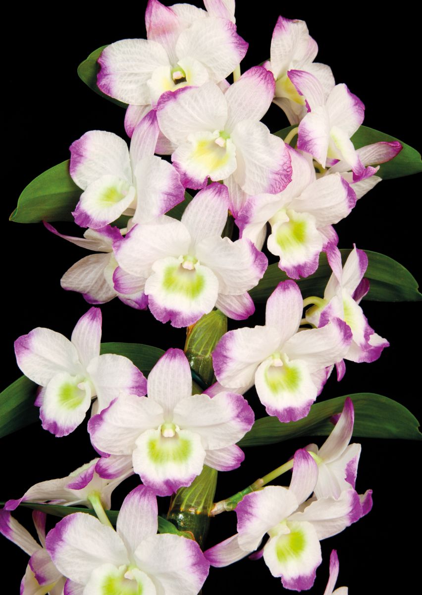 Поздравительная открытка с букетом орхидей - векторный дизайн