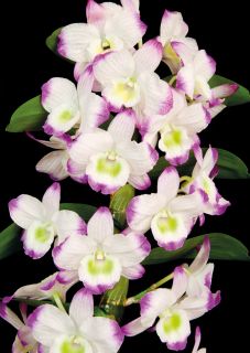 Почтовая открытка Орхидея Dendrobium Nobile