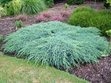 Можжевельник чешуйчатый Блю Карпет (Juniperus squa. Blue Carpet)