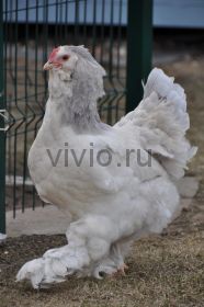 Курица "Брама" 10 месяцев