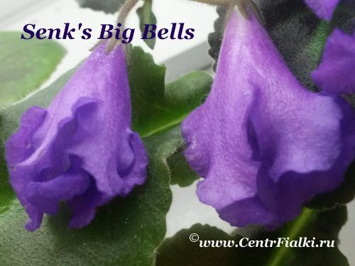 Senk's Big Bells (D. Senk)