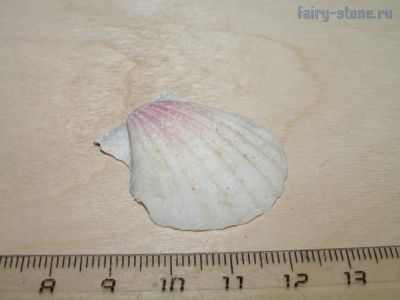 Морская раковина двустворчатой малюски  из рода Pecten