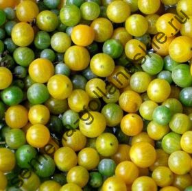 Томат "КРЫЖОВНИК" (Solanum spontaneum) 10 семян