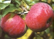 Яблоня традиционная Орловское полесье