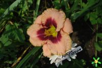 Лилейник 'Авесом Блоссом' / Hemerocallis 'Awesome Blossom'