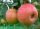Яблоня традиционная Медуница (Подвой суперкарликовый (МБ))