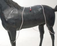 Система охлаждения лошади с помощью воды