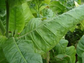 Семена табака сорта Остроконец-45. Семян 5-6 тыс.шт. всх.50%