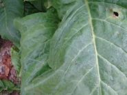Семена табака сорта Virginia 116. Семян 5-6 тыс.шт. всх.50%