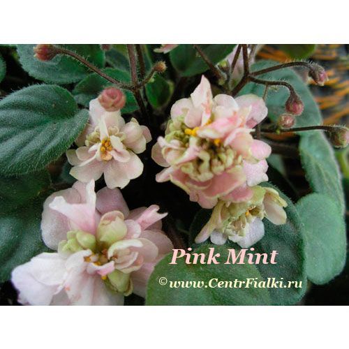 Pink Mint (S. Sorano)