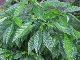КОФЕ КАТУРА   ( Coffea catura) 10 семян