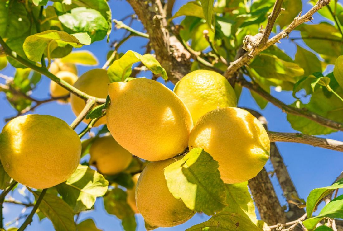 Лимон Киевский крупноплодный