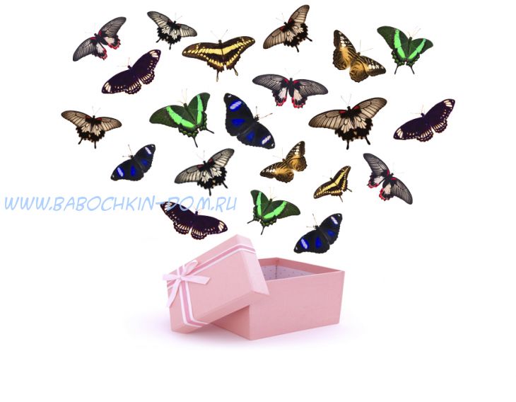 Салют из 21 бабочек