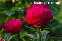 Пион травянистый 'Красная мантия' / Peonia 'Krasnay Mantia'