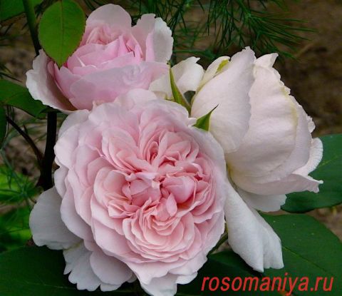 Роза Сувенир де Мальмезон: особенности и характеристика сорта