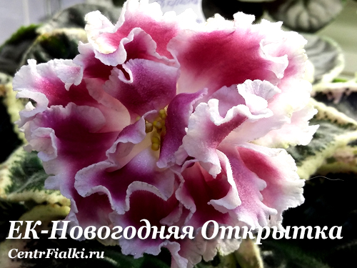 Фиалка новогодняя открытка фото и описание Сенполии стандартные