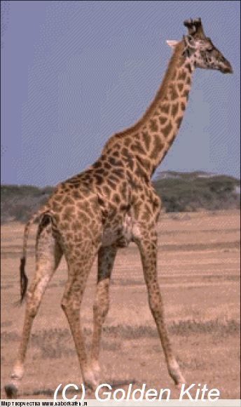 132 Giraffe