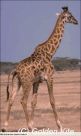 132 Giraffe