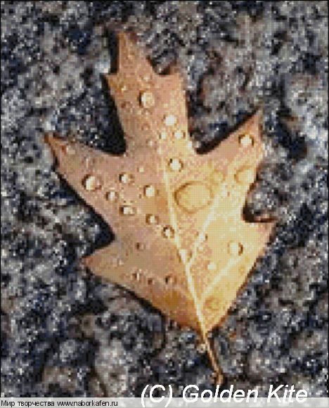523 Red Oak Leaf and Water Droplets