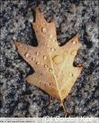 523 Red Oak Leaf and Water Droplets