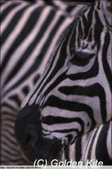 555 Zebra Head