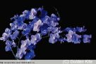 596 Orchid doritanopsis `Coral Gleam`