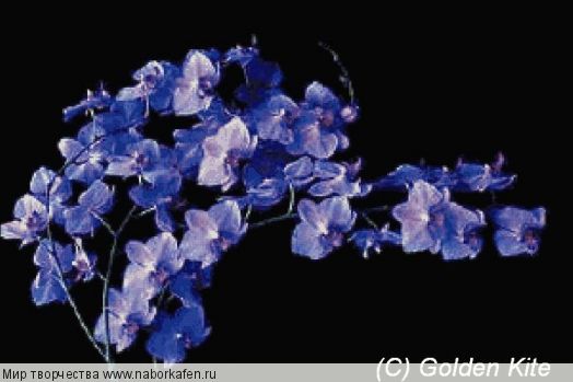 596 Orchid doritanopsis `Coral Gleam`