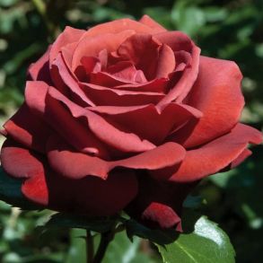 Чайно-гибридной роза Terracotta (Meilland, Франция, 1994 г.)