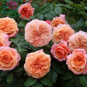 Полуплетистая роза Chippendale (Tantau, Германия, 2005 г.)
