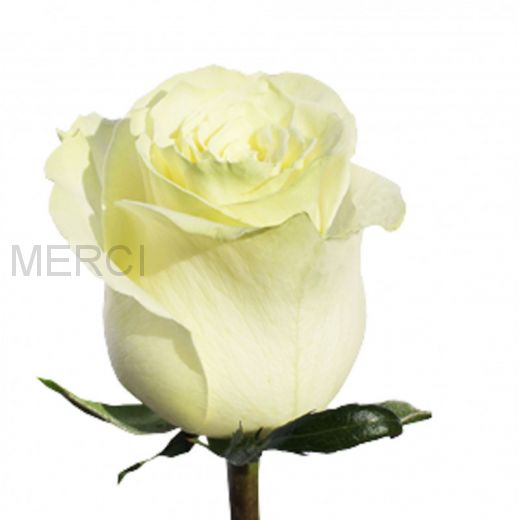 Роза белая Мондиаль, Эквадор, 50 см