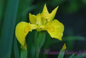 Ирис болотный (аировидный) / Iris pseudacorus
