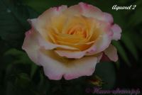 Роза 'Акварель' / Rose 'Aquarell'