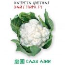 Kapusta-cvetnaya-Vajt-Pirl-F1-Sady-Azii